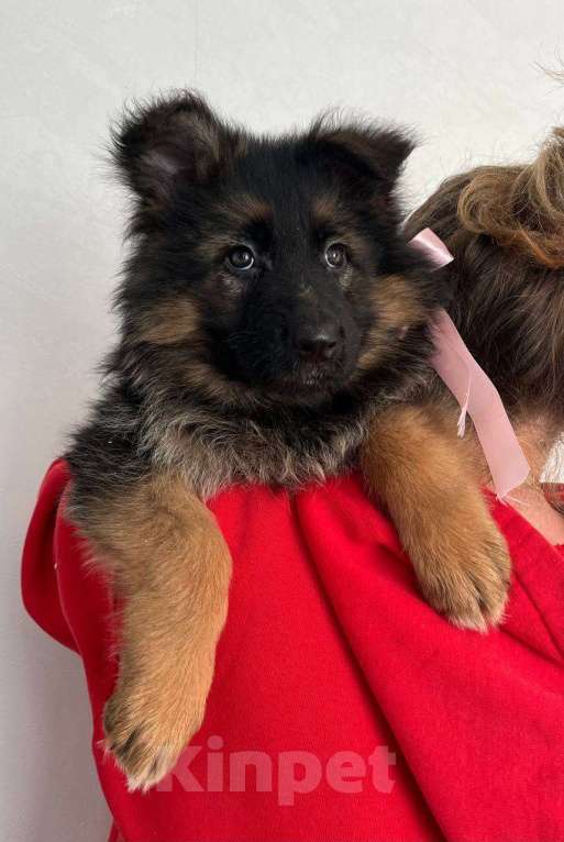 Собаки в Зарайске: Щенок немецкой овчарки д.ш. Девочка, 60 000 руб. - фото 1