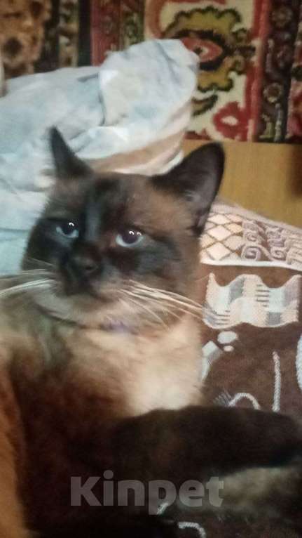 Кошки в Анапе: Пропал кот  Мальчик, Бесплатно - фото 2