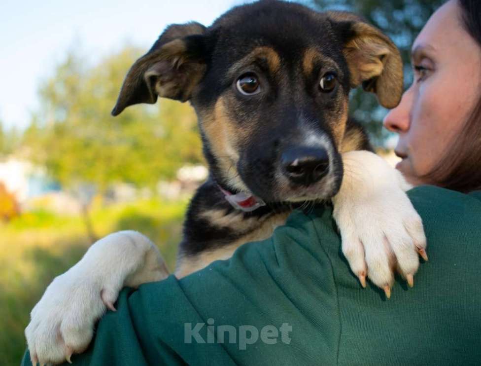 Собаки в Москве: Весёлый трехцветный щенок Черри в добрые руки Девочка, 1 руб. - фото 2