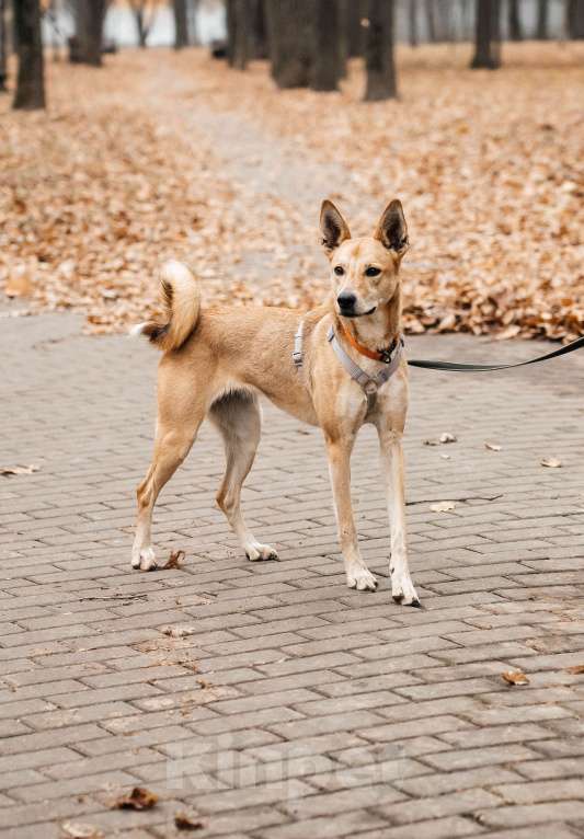 Собаки в Москве: Бемби ждет свою семью Девочка, Бесплатно - фото 2