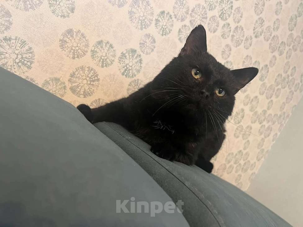 Кошки в Москве: Мартин в добрые руки Мальчик, Бесплатно - фото 2