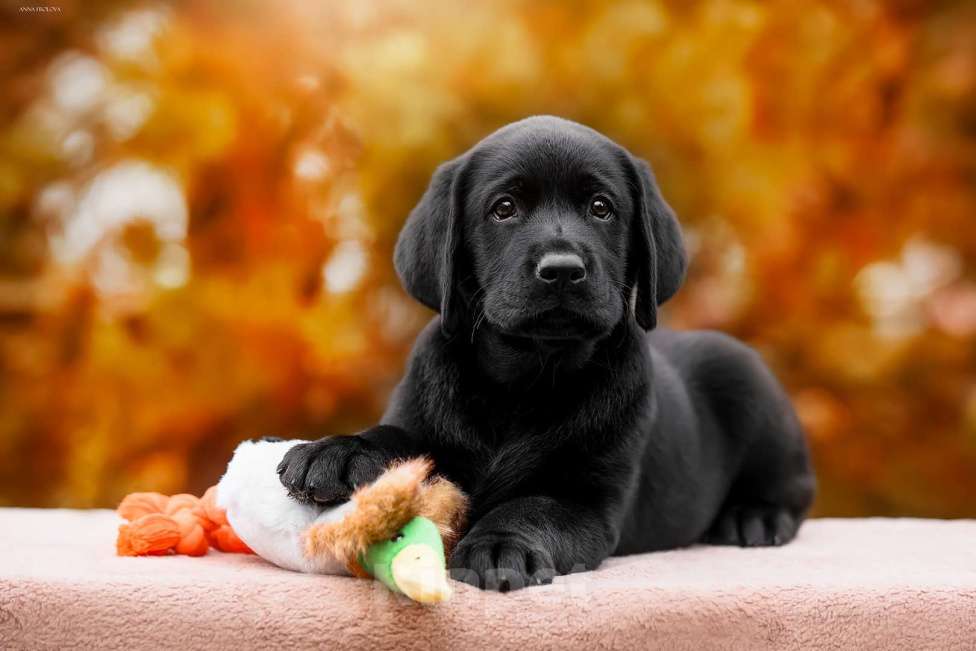 Собаки в Ярославле: Щенки лабрадора,девочки Девочка, 60 000 руб. - фото 8