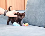 Кошки в Москве: Красивый котенок ищет дом Девочка, Бесплатно - фото 1