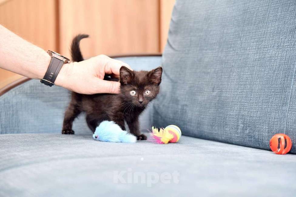 Кошки в Москве: Красивый котенок ищет дом Девочка, Бесплатно - фото 1