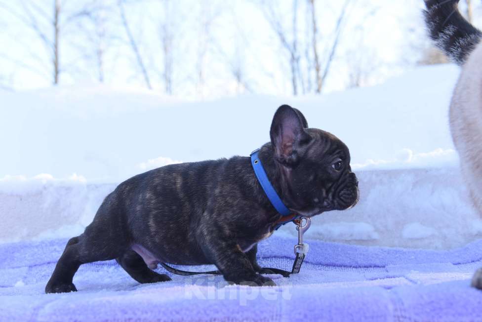 Собаки в Москве: Французский бульдог мальчик тигровый Мальчик, 40 000 руб. - фото 4