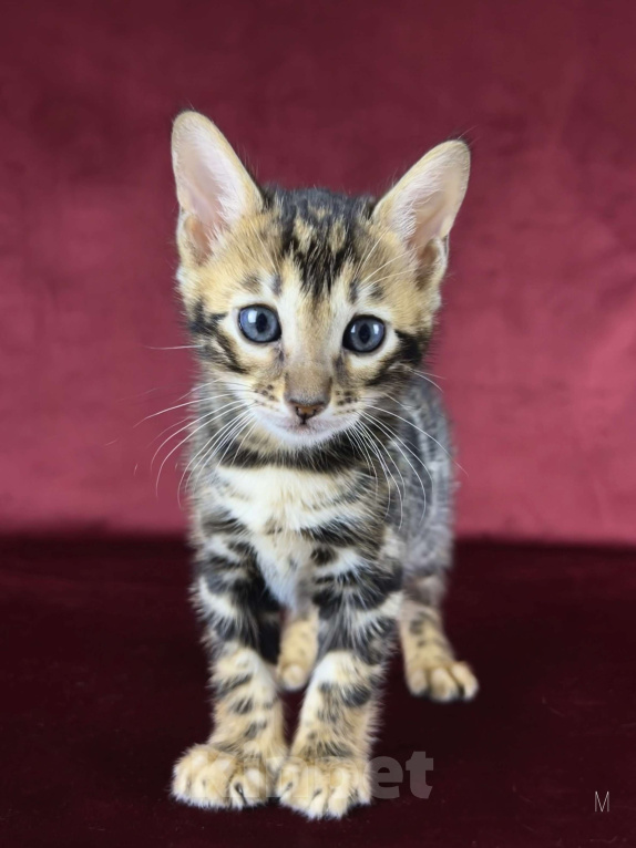 Кошки в Москве: Бенгальский котенок-мальчик, питомник ABCats (WCF) Москва Мальчик, Бесплатно - фото 1
