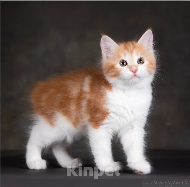 Кошки в других городах Московской области: Кошка Зария Девочка, 55 000 руб. - фото 3