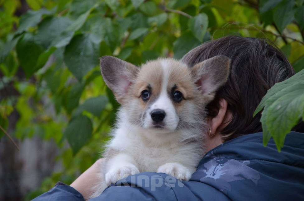 Собаки в Москве: Мальчик вельш корги пемброк Мальчик, 80 000 руб. - фото 1