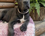 Собаки в Москве: Серая красотка кане корсо Девочка, 90 000 руб. - фото 3