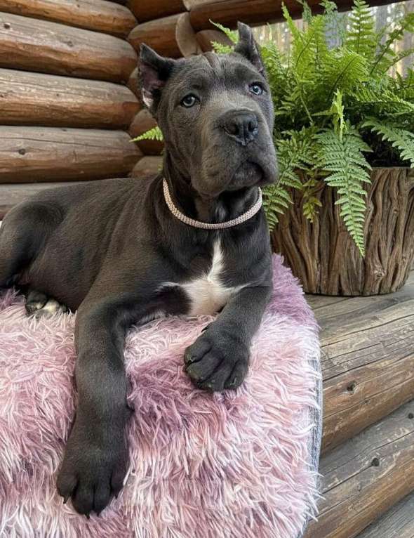 Собаки в Москве: Серая красотка кане корсо Девочка, 90 000 руб. - фото 3