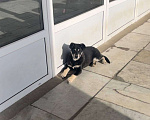 Собаки в Красногорске: Малышка Люси ждет хозяина  Девочка, 55 руб. - фото 3