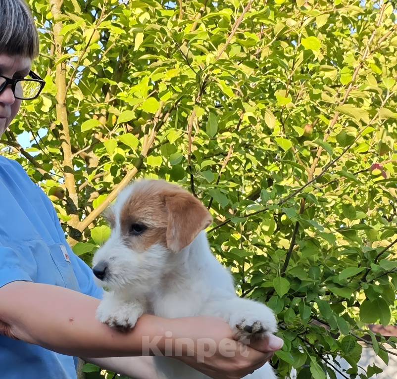 Собаки в других городах Нижегородской области: Шикарные щенки джек рассел терьера. Девочка, Бесплатно - фото 2