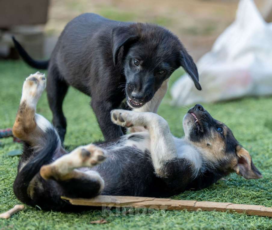 Собаки в Москве: Боря Мальчик, Бесплатно - фото 2
