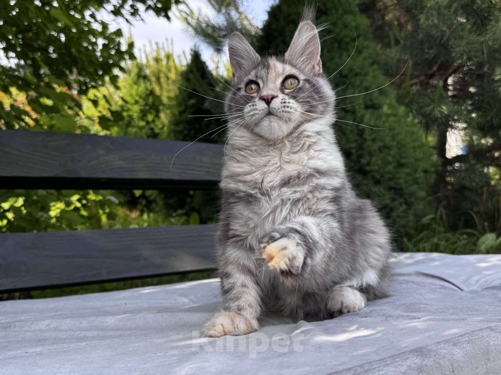 Кошки в Москве: Девочка Мейн Кун Veyron Omega Девочка, 50 000 руб. - фото 4