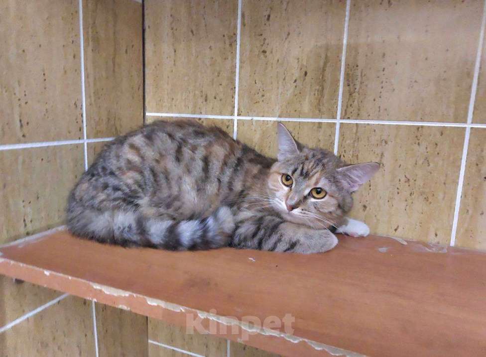 Кошки в Москве: Котенок-подросток девочка Диди ищет дом! Девочка, Бесплатно - фото 1