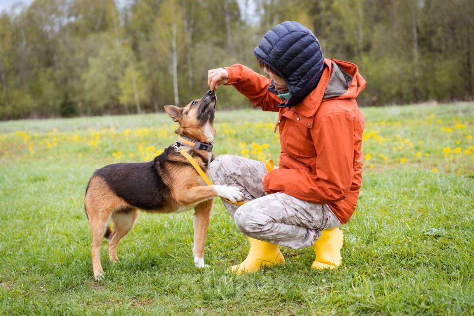 Собаки в Москве: Булочка живёт в приюте и мечтает обрести дом Девочка, Бесплатно - фото 3