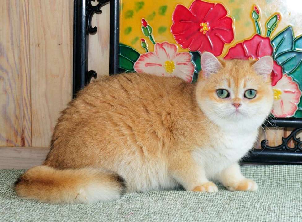 Кошки в Рыбинске: Британская девочка золотая шиншилла  10 мес   ny12  Девочка, 30 000 руб. - фото 3