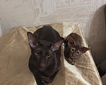 Кошки в Санкт-Петербурге: Продам ориентальных котят. Девочка, 20 000 руб. - фото 2