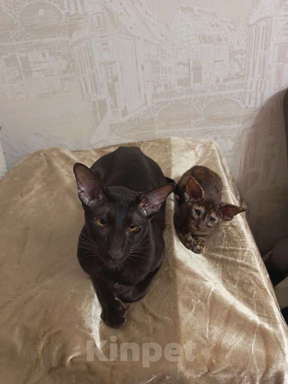 Кошки в Санкт-Петербурге: Продам ориентальных котят. Девочка, 20 000 руб. - фото 2