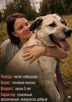 Метис лабрадора мальчик
