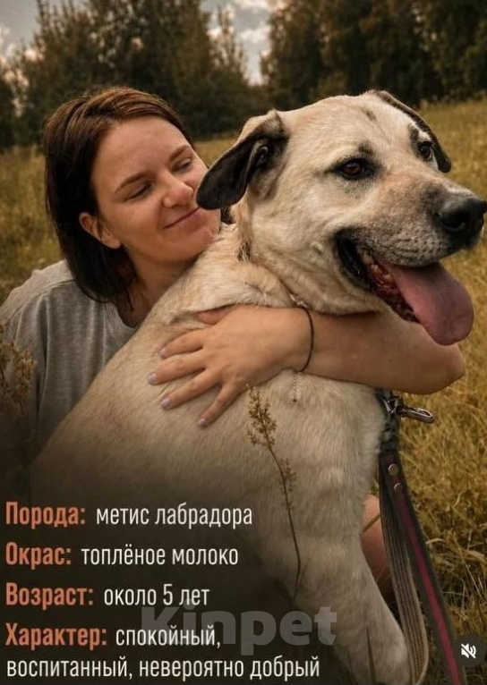 Собаки в Владимире: Метис лабрадора мальчик Мальчик, Бесплатно - фото 1
