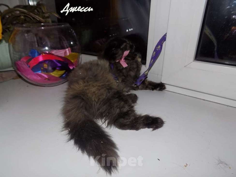 Кошки в Москве: Шотландская вислоухая длинношерстная кошечка, хайленд фолд Девочка, 20 000 руб. - фото 3