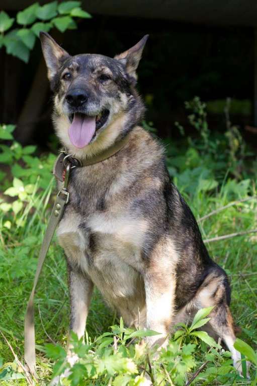 Собаки в Москве: Штурман Мальчик, Бесплатно - фото 4