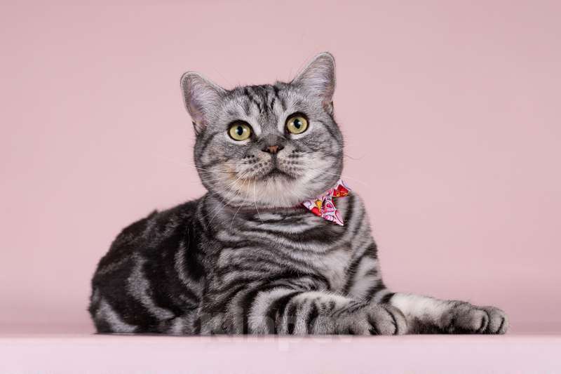 Кошки в Москве: Шотландская мраморная кошка Моника в добрые руки Девочка, 10 руб. - фото 7