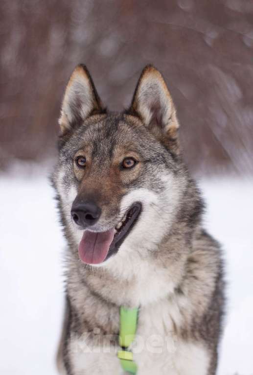 Собаки в Москве: Преданный и ласковый парень в добрые руки Мальчик, Бесплатно - фото 4