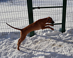 Собаки в Москве: Мальчик родезийского риджбека Мальчик, Бесплатно - фото 10