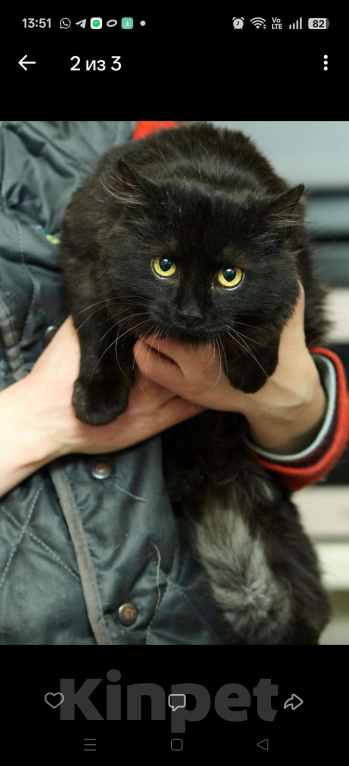 Кошки в Москве: Котик в добрые руки  Мальчик, Бесплатно - фото 3