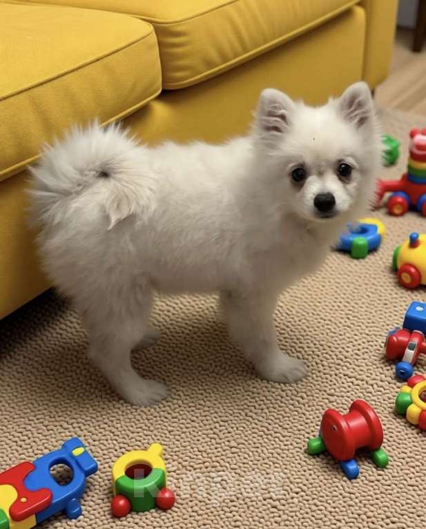 Собаки в Москве: Кобель немецкого малого шпица Мальчик, 30 000 руб. - фото 5