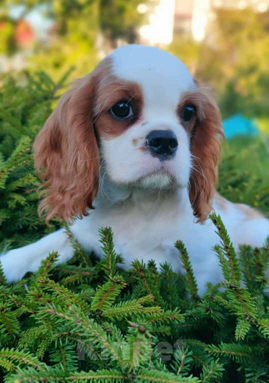 Собаки в Санкт-Петербурге: Девочка кавалер Кинг Чарльз спаниель  Девочка, 160 000 руб. - фото 2