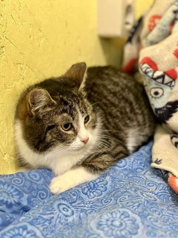 Кошки в Санкт-Петербурге: Котенок Тоша ищет дом Мальчик, Бесплатно - фото 2