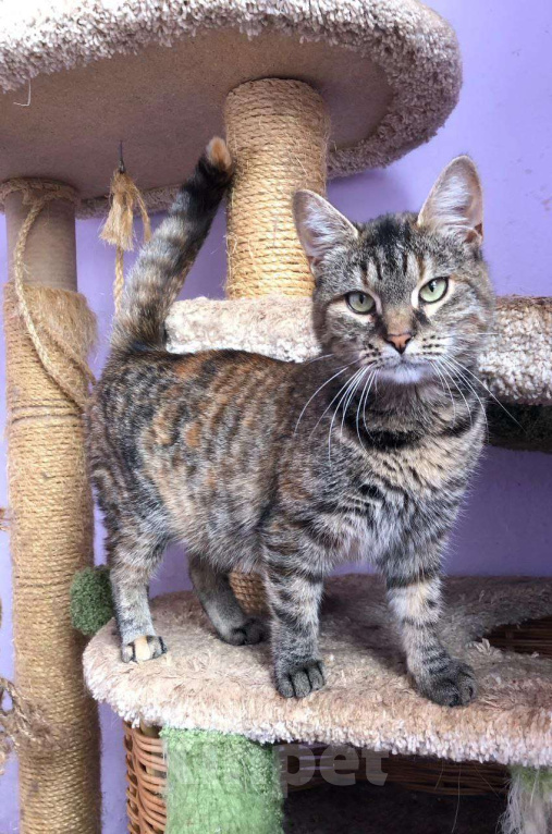 Кошки в Дмитрове: Молодая кошечка Соня. Девочка, Бесплатно - фото 4