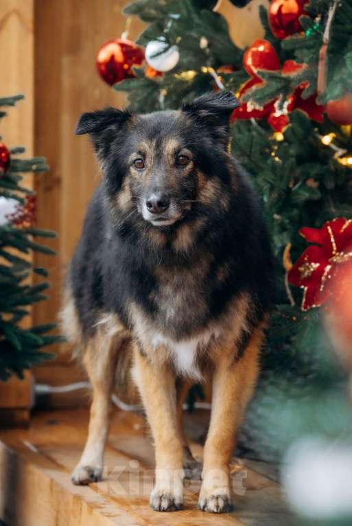 Собаки в других городах Московской области: Митяй — добрый пёс, который только учится жить по-настоящему Мальчик, Бесплатно - фото 3