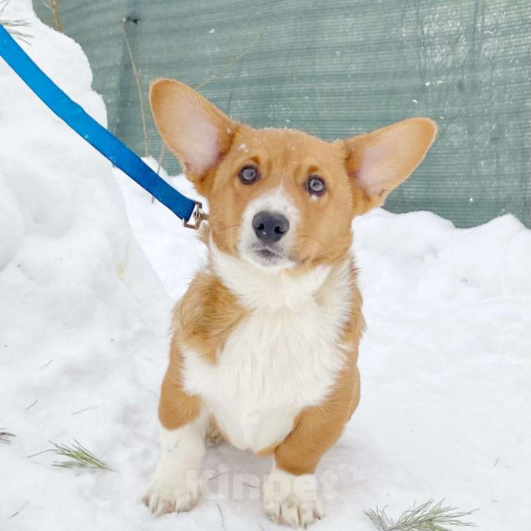 Собаки в Москве: Щенки вельш-корги кардиган Мальчик, Бесплатно - фото 2