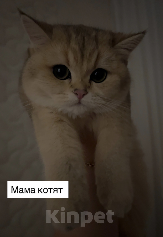Кошки в Владимире: Британские шиншиллы (котята, окрас черное золото ny25) Мальчик, 24 000 руб. - фото 6