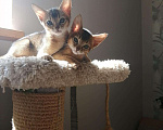 Кошки в Теберде: Абисинские котята, 35 000 руб. - фото 1