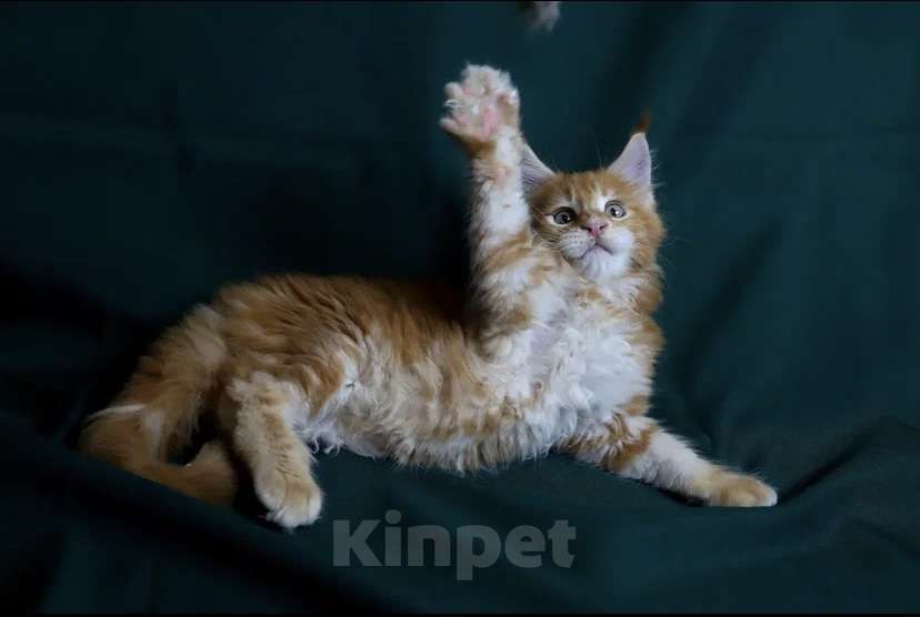 Кошки в Москве: Котёнок Мейн кун от чемпиона  Мальчик, 50 000 руб. - фото 9