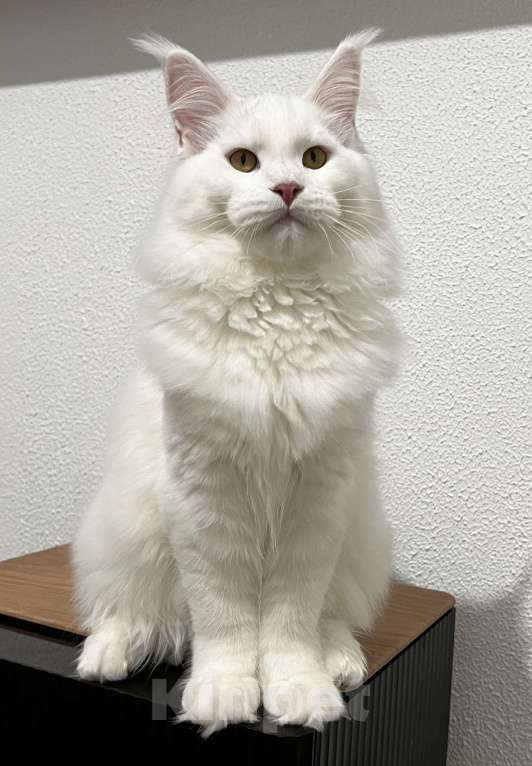 Кошки в Пятигорске: Питомник Affectionate miracle  Мальчик, Бесплатно - фото 3