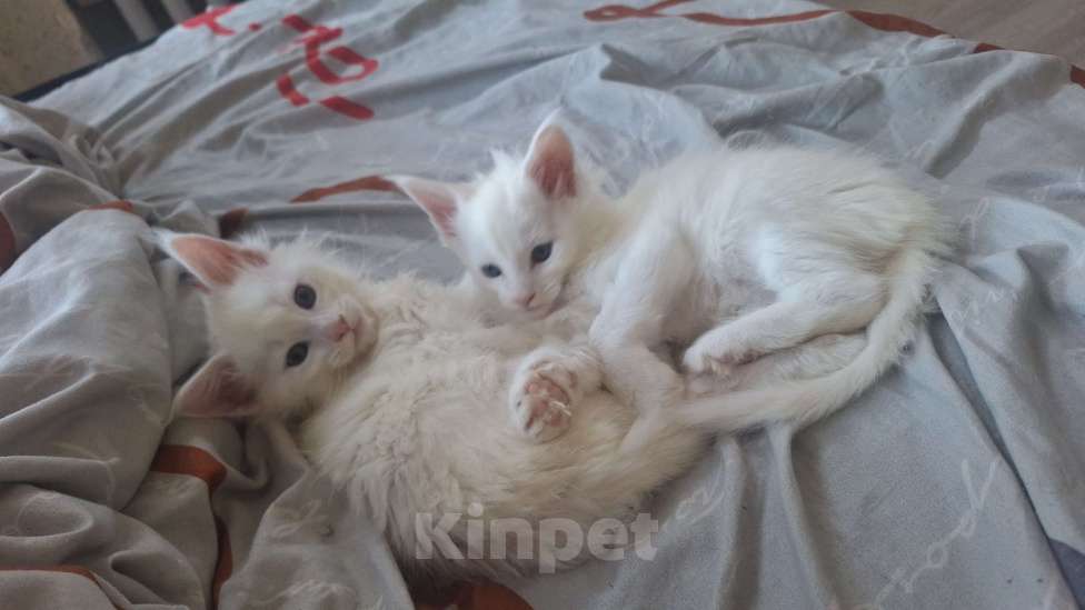 Кошки в Санкт-Петербурге: Котята мейн кун Девочка, 17 000 руб. - фото 1