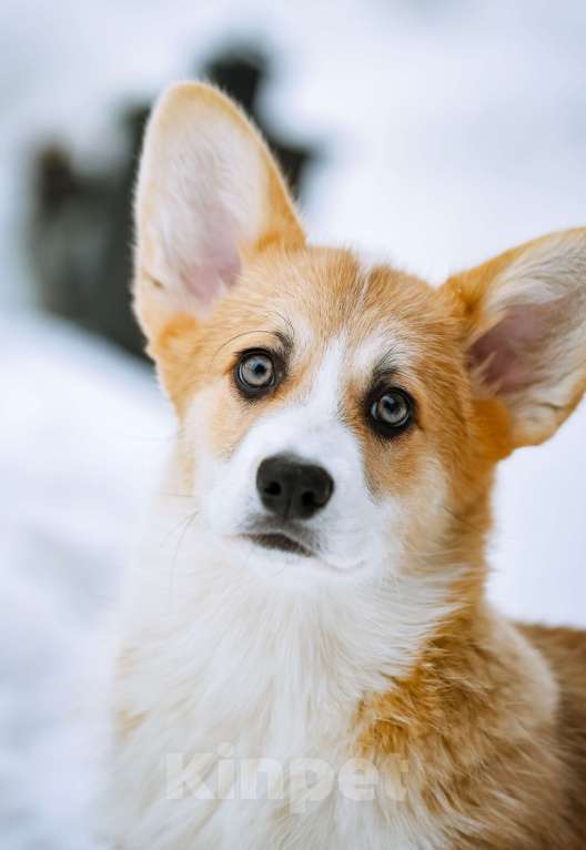 Собаки в Новосибирске: Вельш Корги Пемброк Мистер Марти Мальчик, 75 000 руб. - фото 1