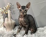 Кошки в Люберцах: Котята с документами  Девочка, 20 000 руб. - фото 3