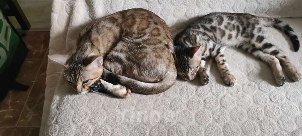 Кошки в Люберцах: Бенгальский чистокровный кот  Мальчик, 40 000 руб. - фото 5