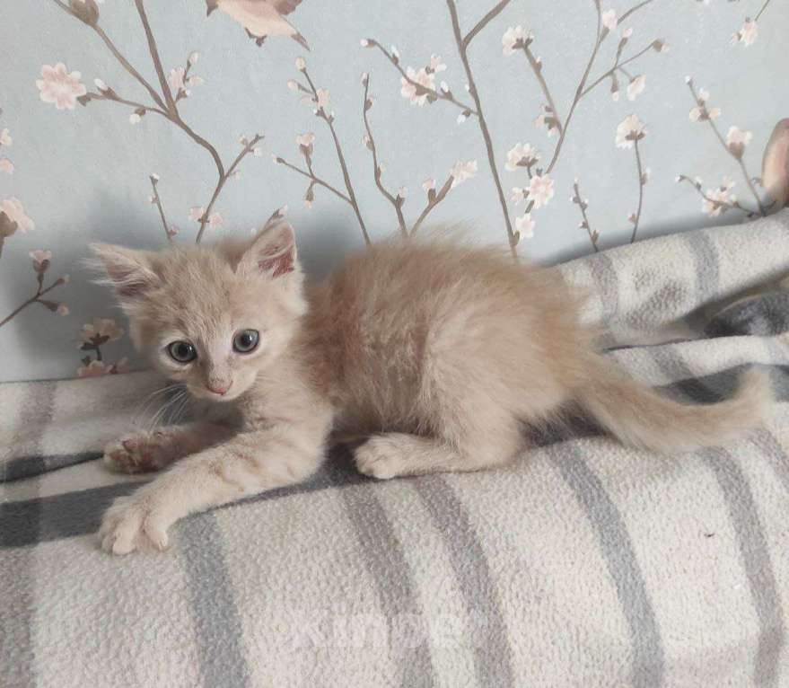 Кошки в Москве: Шпунтик ищет дом!  Мальчик, Бесплатно - фото 3