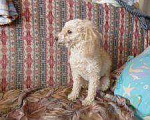 Собаки в Азове: Девочка,карликового пуделя! Зовут Эля,5 лет! Девочка, 30 000 руб. - фото 4
