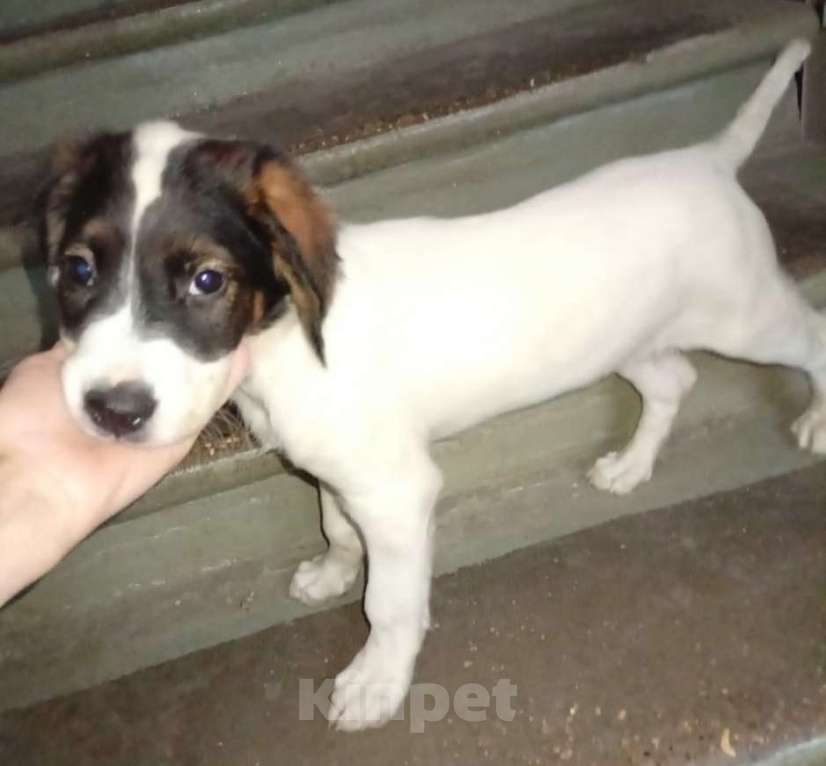 Собаки в Москве: Кевин Мальчик, Бесплатно - фото 3