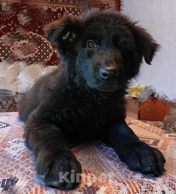 Собаки в Серове: Щенок немецкой овчарки Мальчик, Бесплатно - фото 10
