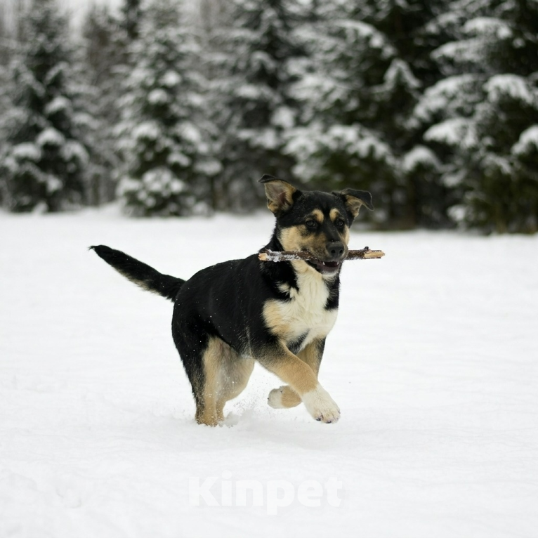 Собаки в Москве: щенок Ника ищет семью Девочка, Бесплатно - фото 4